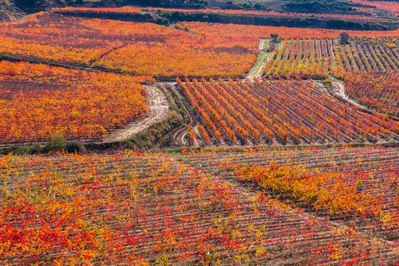 Vignobles de La Rioja en automne