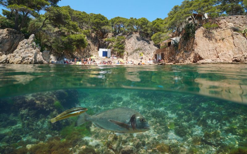 Crique d&#39;Aigua Xelida à Palafrugell, un petit trésor caché entre les  rochers à Gérone | Espagne Fascinante