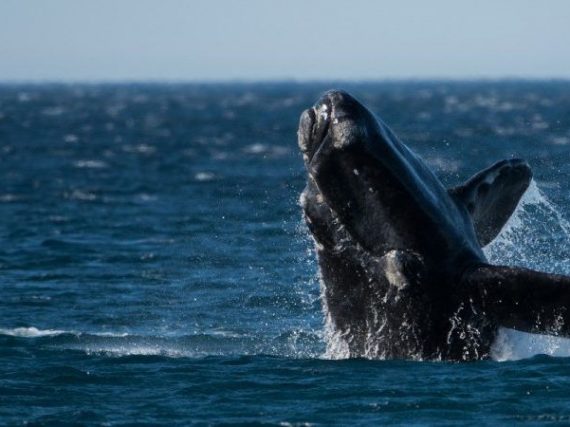 Les baleiniers basques ou la première activité industrielle en Amérique du Nord