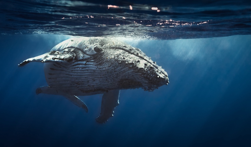 Une baleine dans l'océan Atlantique