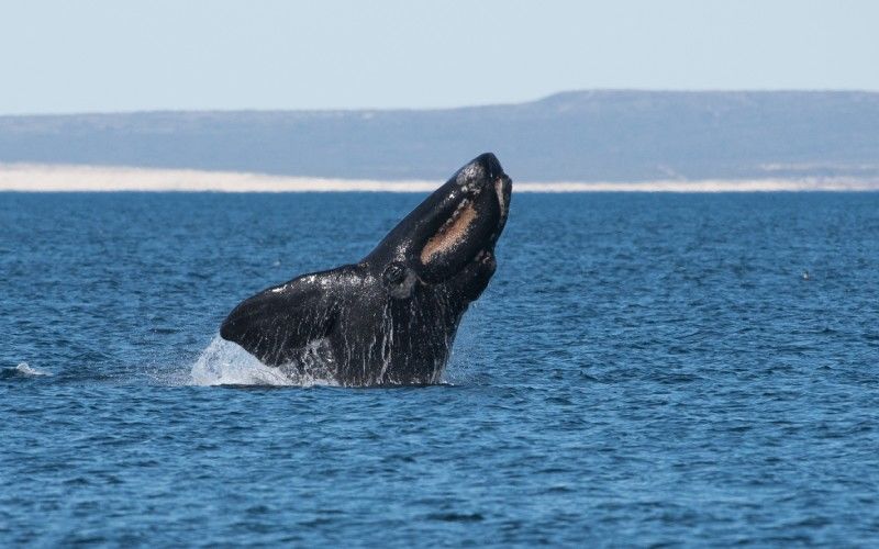 Baleine noire sautant dans la mer