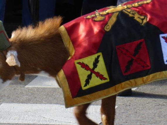 La chèvre de la Légion, la plus célèbre de ses mascottes