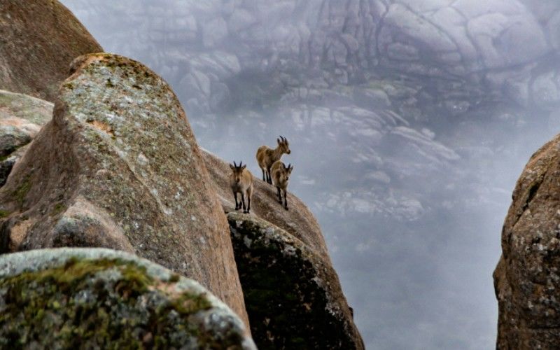 Trois chèvres de montagne à La Pedriza
