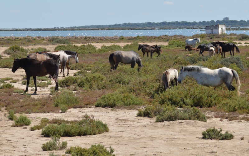 Chevaux sauvages dans les marais du Guadalquivir