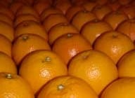 naranjas benicasim