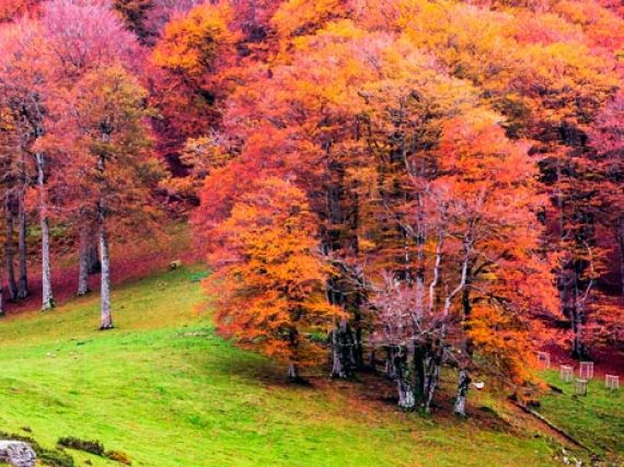 5 forêts espagnoles où se perdre en automne