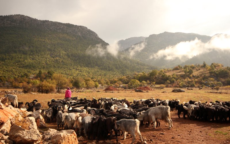 Une femme avec un troupeau de chèvres