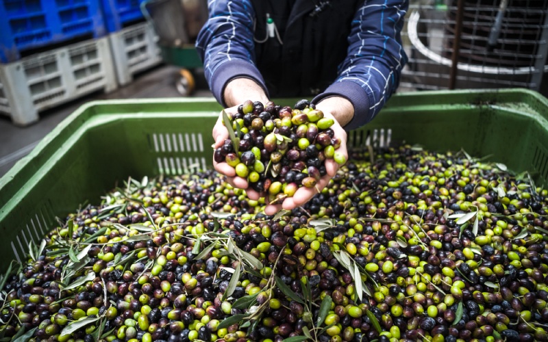 L'Espagne produit 40% de la production mondiale d'huile d'olive