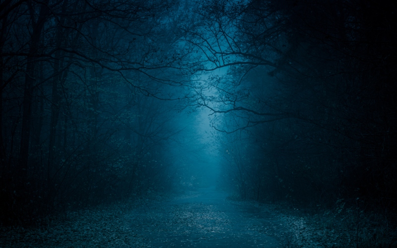 Forêt la nuit