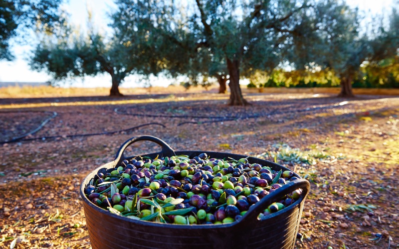 L'Andalousie est le principal producteur d'huile d'olive en Espagne