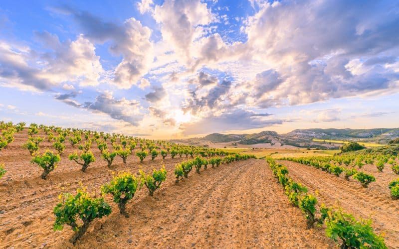 Des Vignobles à Ribera de Duero